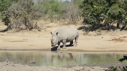 Naklejka na ściany i meble White rhino at waterhole
