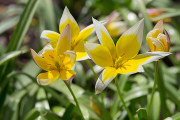 Fototapeta na wymiar Bright yellow flowers of the spring plant Tulipa sylvestris in the park. Spring time.