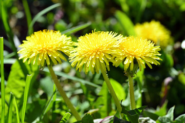 The most beautiful flowers of spring
