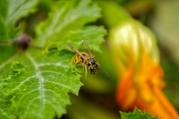 Macro shot of an Asian Hornet on a bright green leaf in the garden