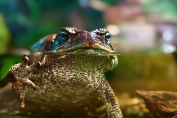 frog in the pond