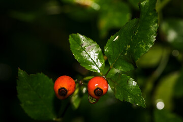 Red rose hips on the plant after the rain.