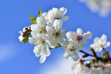 The most beautiful flowers of spring