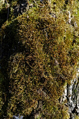 Mech na starym drzewie 