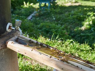 Many bees gather near the drinking trough and drink water.