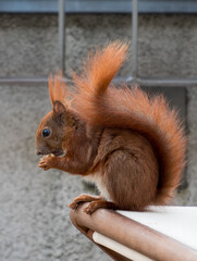 Cute red squirrel in an urban environment