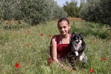 jeune fille avec un chihuahua dans un champ de coquelicots et d'oliviers - 432924937