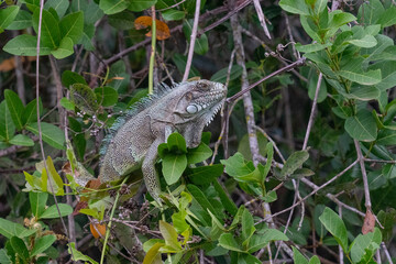 The Green Iguana (Iguana iguana)