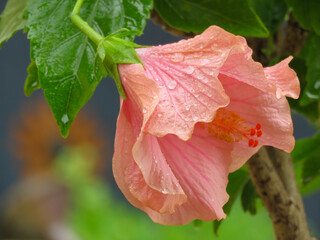Blüte Pflanze Hibiskus Regentropfen close up © Herzog J.