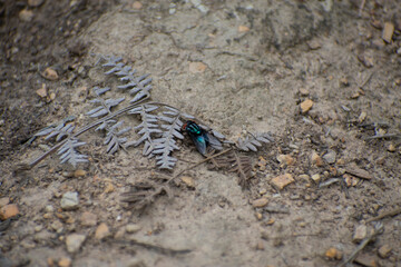 Insectos
