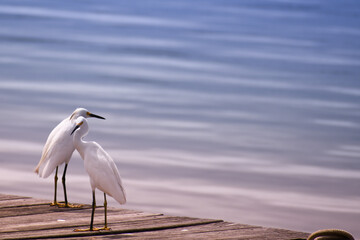 White egret couple on a wooden pier. Water in the background. Ardea alba