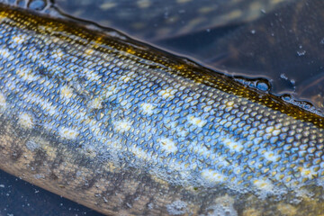 Close-up of caught pike fish trophy in water. Fishing background.Pike catch lure.