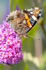 Red Admiral butterfly, Vanessa atalanta, side view feeding nectar from a purple butterfly-bush in garden.
