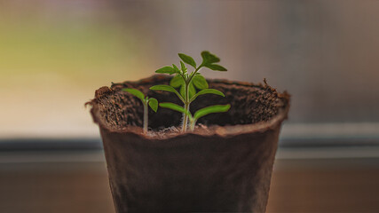 Pepper seedlings in peat pots on the window. Natural light from the window.