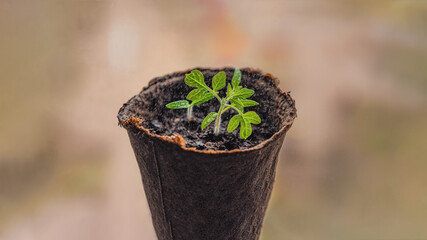 Pepper seedlings in peat pots on the window. Natural light from the window.