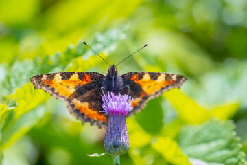 Aglais urticae, small tortoiseshell butterfly isolated by nature