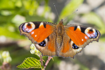 Aglais io, Peacock butterfly resting