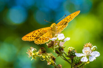 Silver-washed fritillary, Argynnis paphia, butterfly closeup