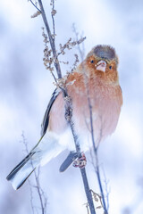 chaffinch male, Fringilla coelebs, foraging in snow, beautiful cold Winter setting