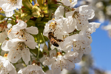 Kirschblüten mit Biene