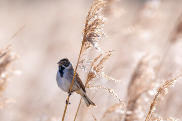 Singing common reed bunting, Emberiza schoeniclus, bird in the reeds on a windy day