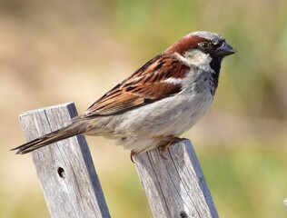 bird on a fence