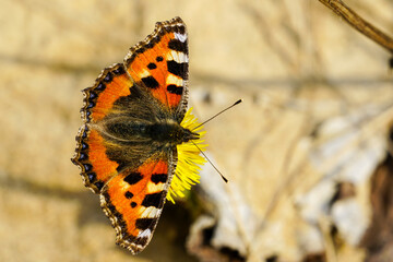 European Small Tortoiseshell butterfly sucks nectar from the yellow coltsfoot flower