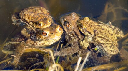 Common or European toad brown colored, Mating toads