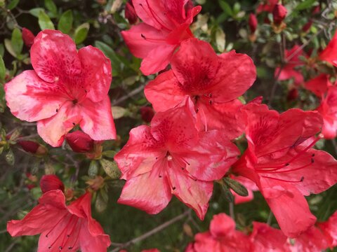 beatiful flowers in a sping day
