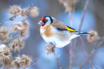 European goldfinch bird, Carduelis carduelis, perched eating seeds in snow during Winter season - obrazy, fototapety, plakaty