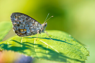 Fototapeta premium Wall Brown butterfly, Lasiommata megera, feeding on flowers