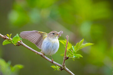 Willow warbler bird, Phylloscopus trochilus, perched.