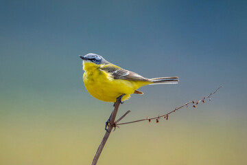Closeup of a male western yellow wagtail bird Motacilla flava singing