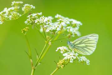 Green-veined white butterfly, Pieris napi, resting in a meadow on Anthriscus sylvestris, known as cow parsley