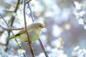 Willow warbler bird, Phylloscopus trochilus, perched.