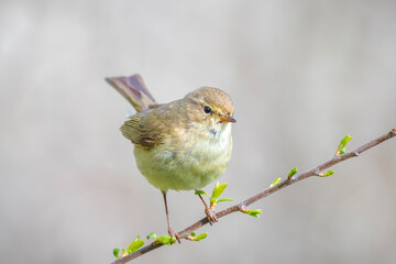 Common chiffchaff bird Phylloscopus collybita