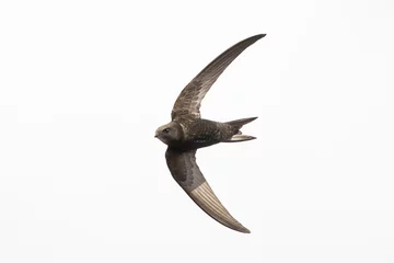 Selbstklebende Fototapeten Common swift Apus apus, swallow bird in flight © Sander Meertins
