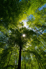 a view up into the trees direction sky