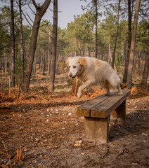 Obraz premium Pet golden retriever dog in the pine forest jumping off a bench seat