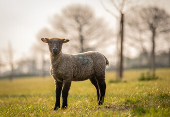gorgeous lamb in field