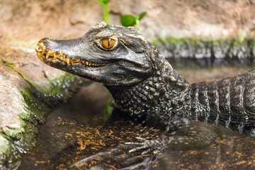 caiman waiting in the water for prey