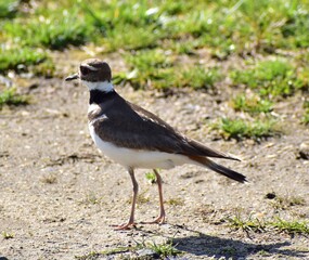 A killdeer at the New Jersey shore