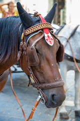 Obraz premium Horse head with coat of arms of Florence