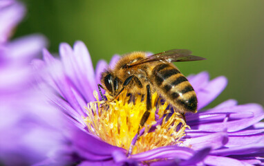 bee or honeybee in Latin Apis Mellifera on blue flower
