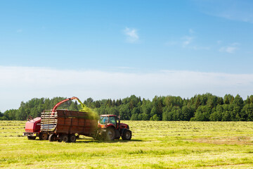 Hay harvesting in the field. The harvester collects the cut grass in the tractor trailer.