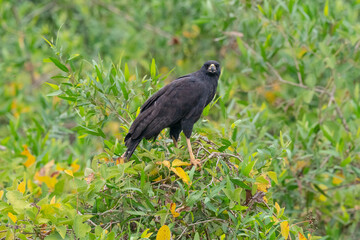 Great Black Hawk (Buteogallus urubitinga)