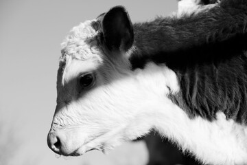 Hereford calf portrait close up in rustic black and white, baby cow on farm.