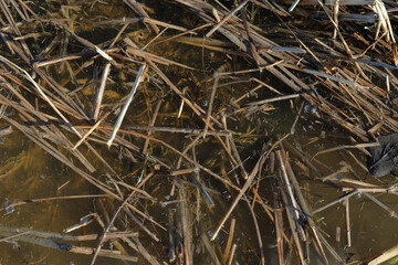 Dry old grasses in murky pond water.