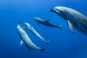 dolphins in the blue