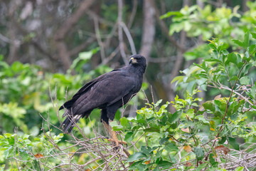 Great Black Hawk (Buteogallus urubitinga)